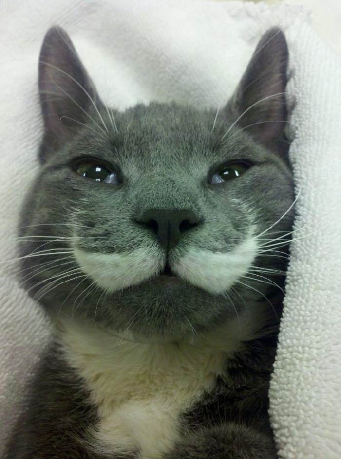 Moustache Cat