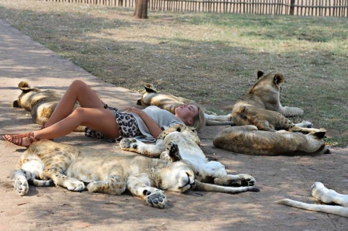 Sleeping with lions