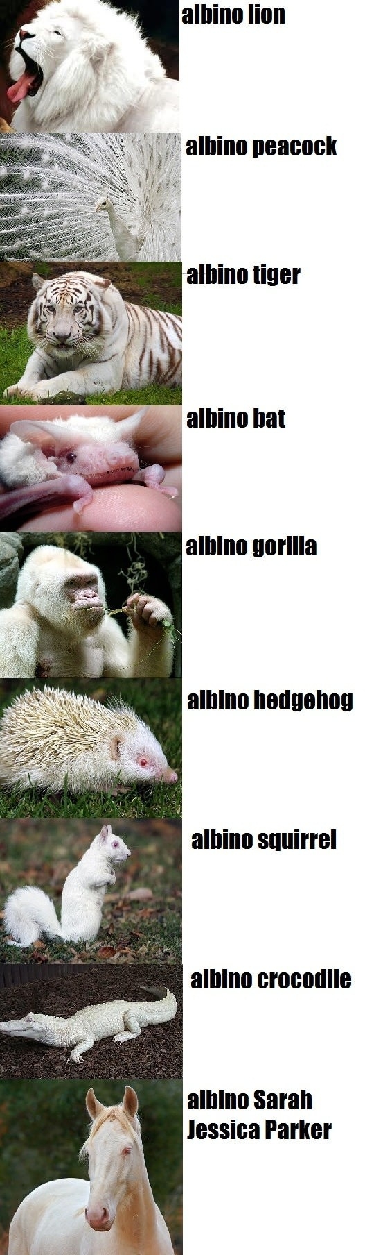 Albino Animals