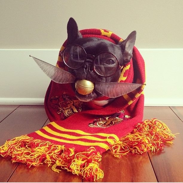 Harry Potter Dog
