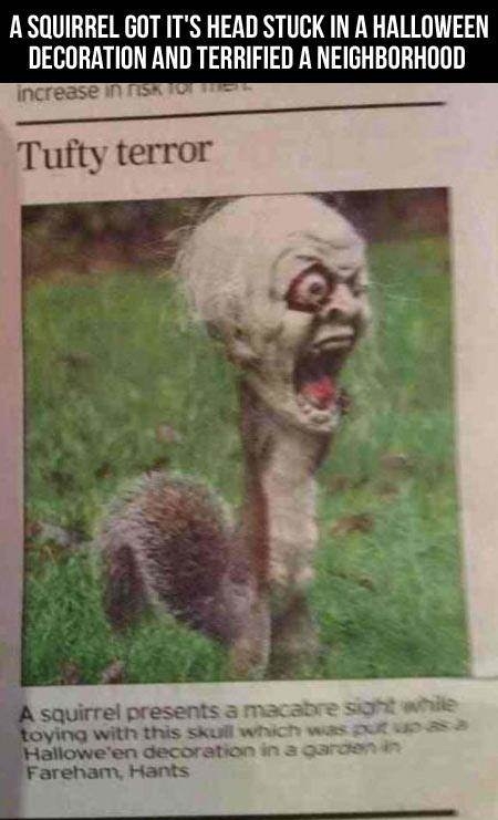 Epic squirrel!