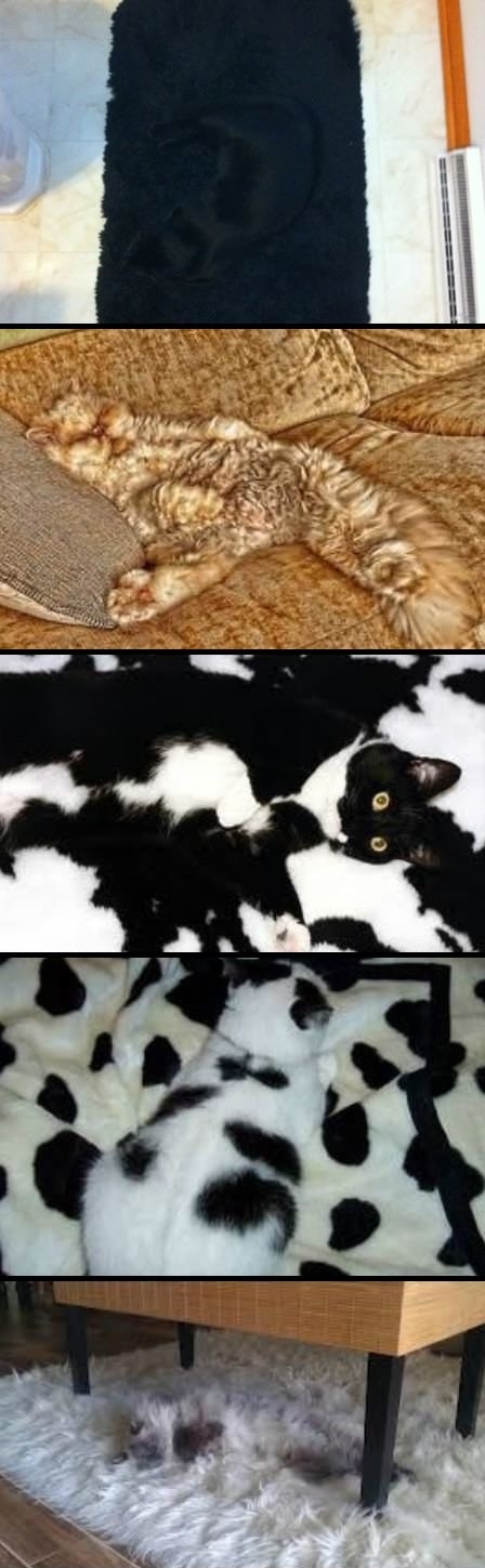Camouflage lvl: Cat