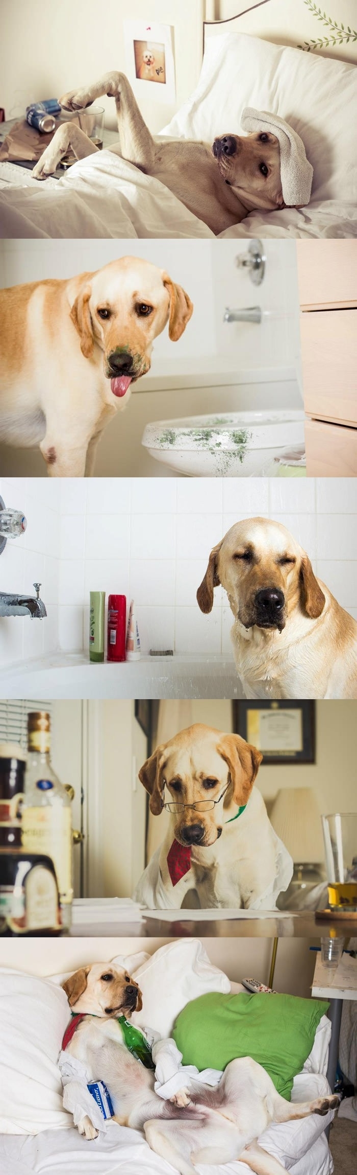 A day in the life of a dog