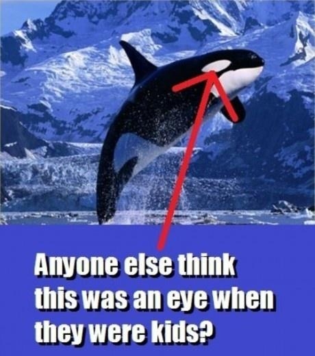 Orca eye