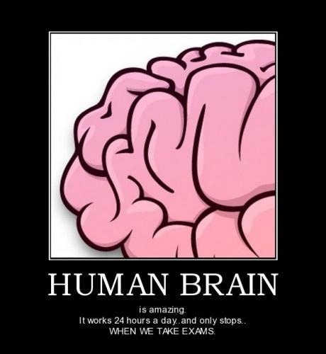 Human Brain