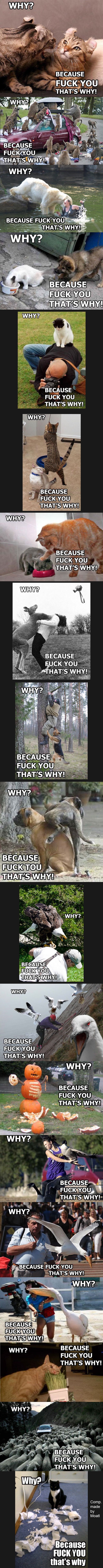 F**k you that's why!