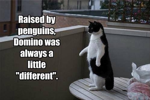 A cat raised by penguins