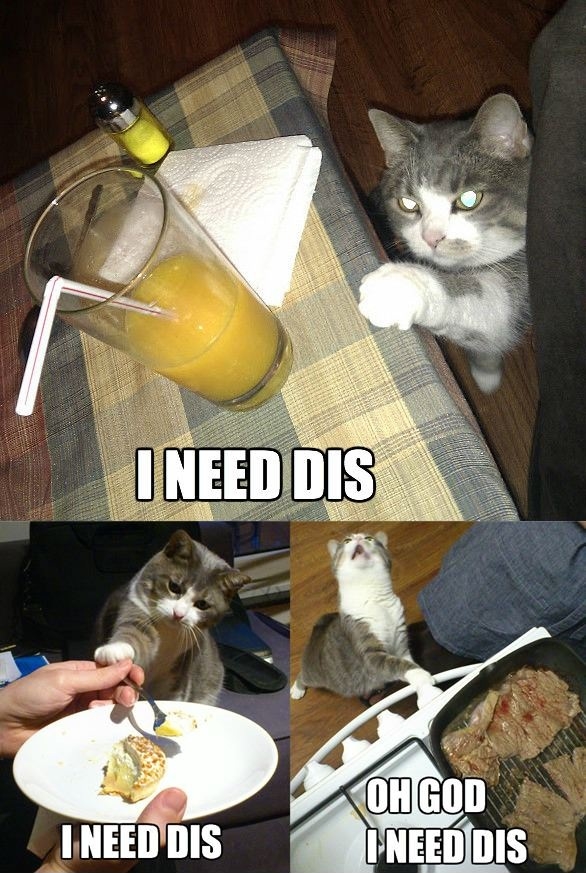 Cat's needs