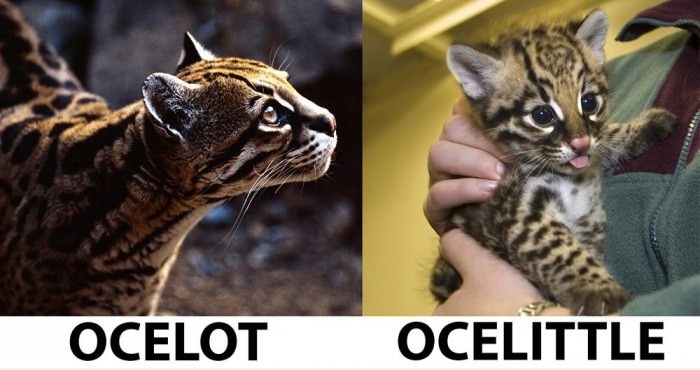 Ocelot & Ocelittle