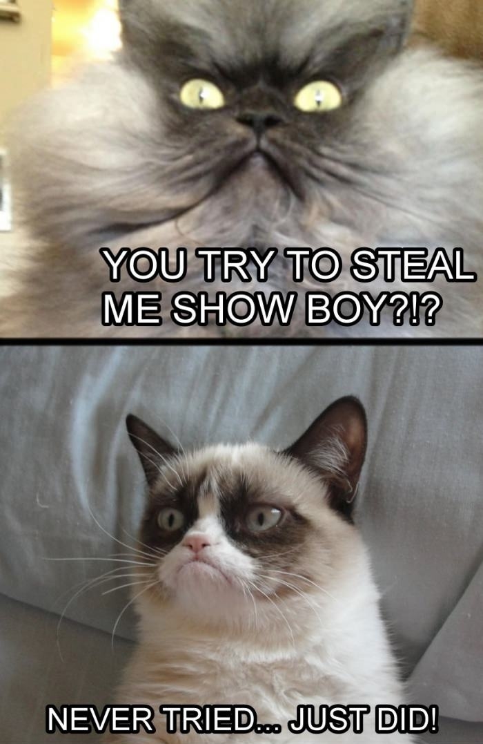 Colonel Meow vs. Grumpy Cat