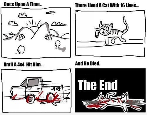 A cat's life