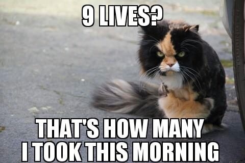 Angry Cat on 9 Lives