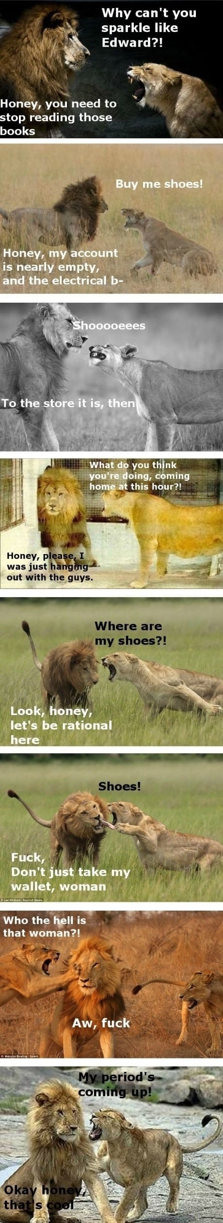 Poor Lion King