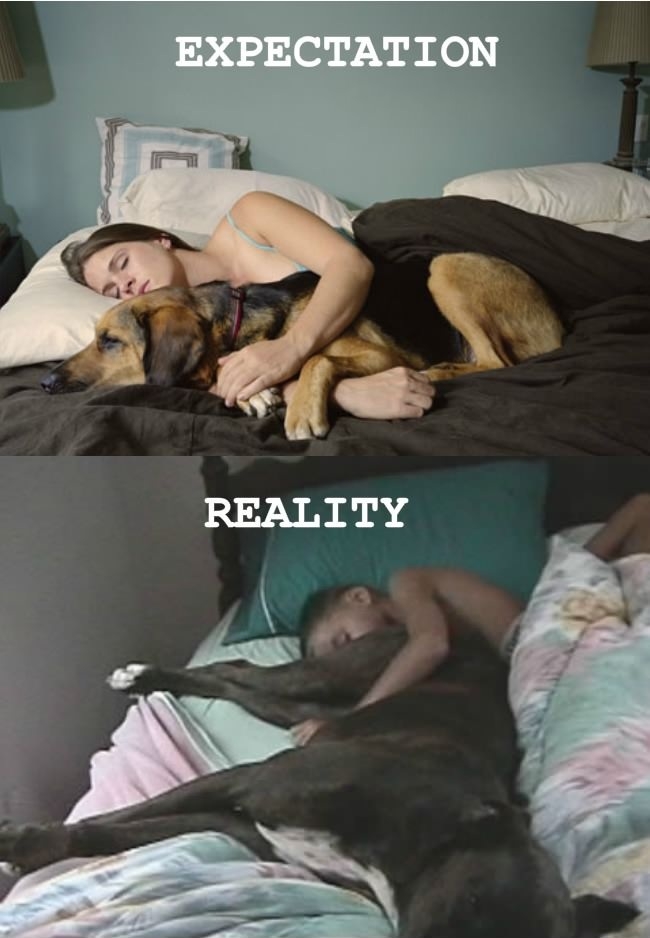 Sleeping with dogs