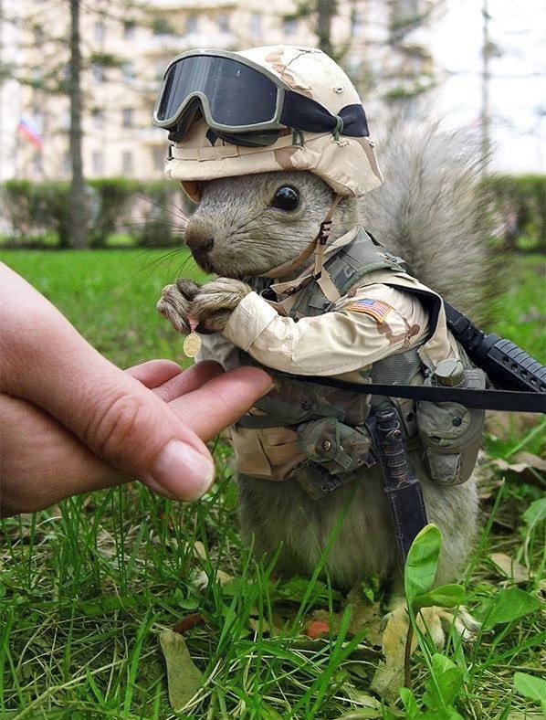 Soldier Squirrel