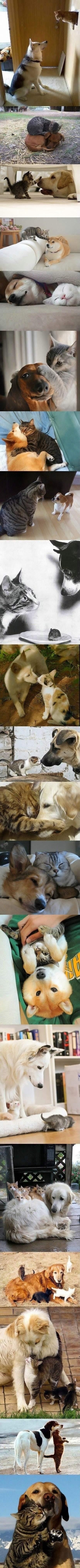 Cats & Dogs Forever