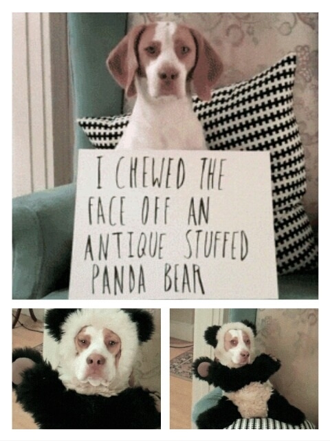 Shaming pets on a new level