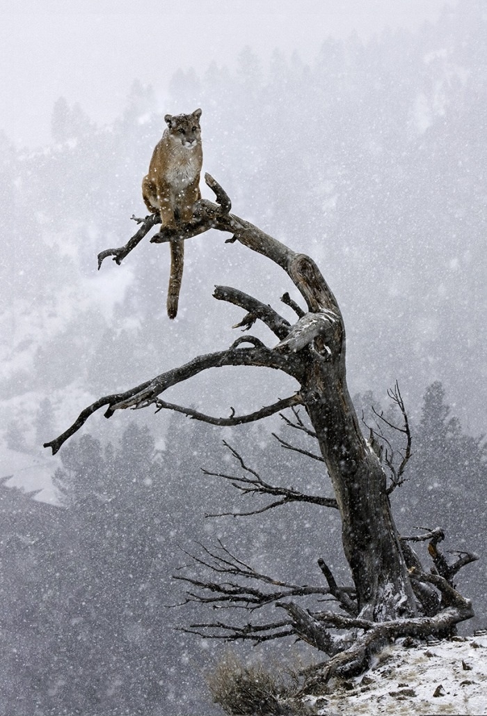 Mountain Lion