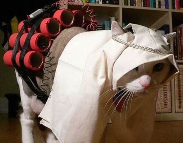 Suicide Bomber Cat