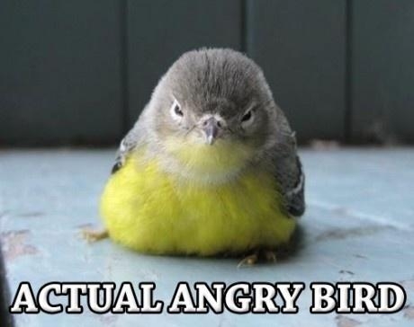 Who the f**k stole my slingshot?