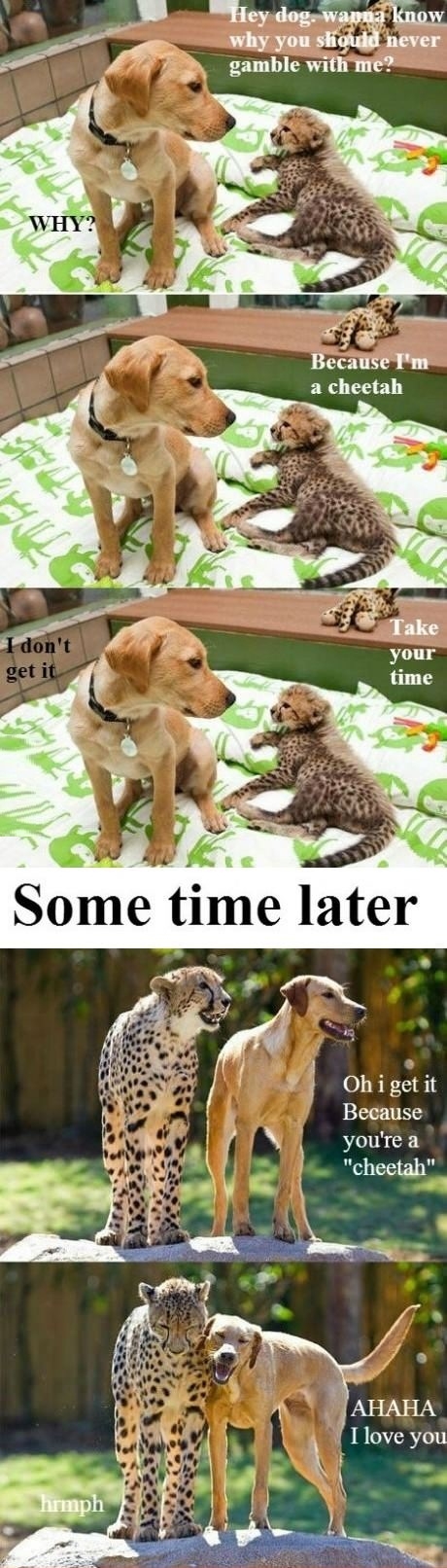 Slow poke dog doesn't get it