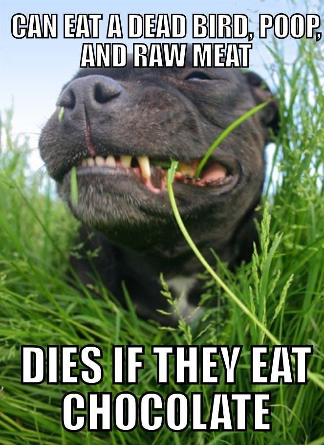 Scumbag digestive system