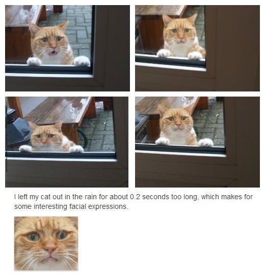 Cats and rain don't mix