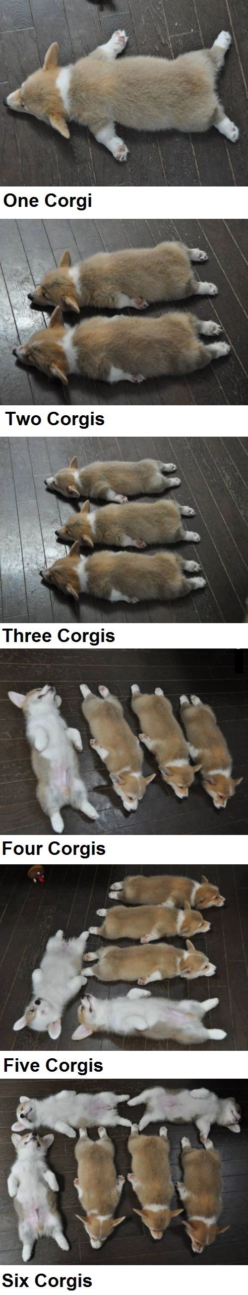 Counting with Corgis