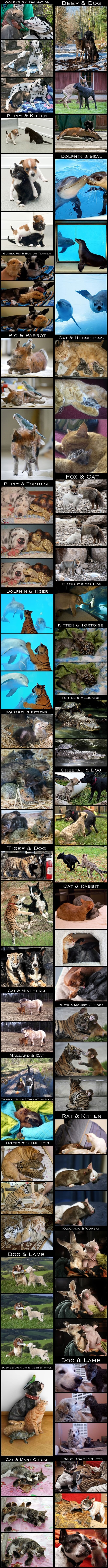 Some true friendships