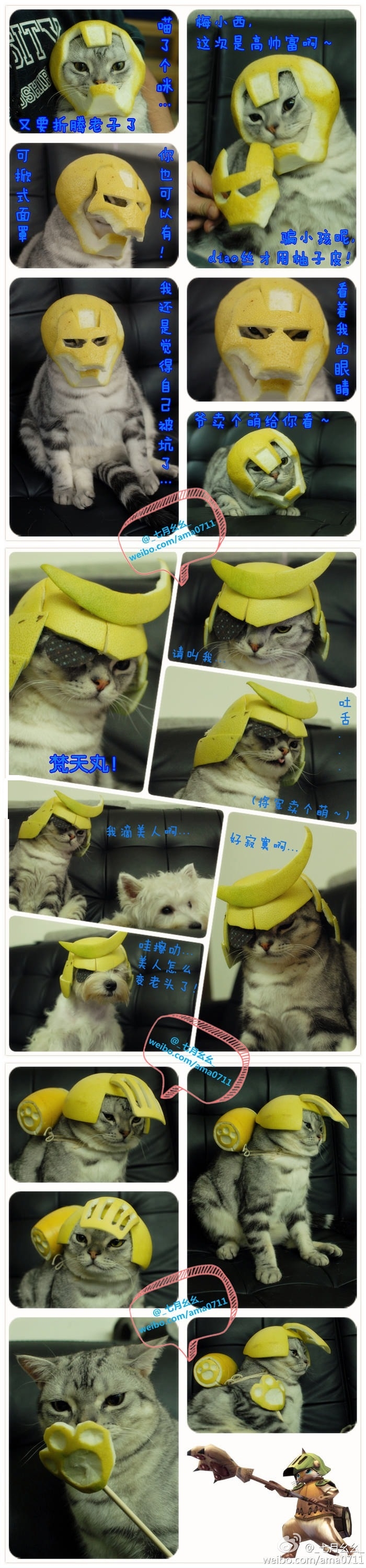 Cat wearing grapefruit hats