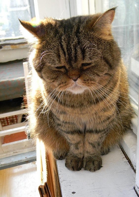 Highly depressed cat
