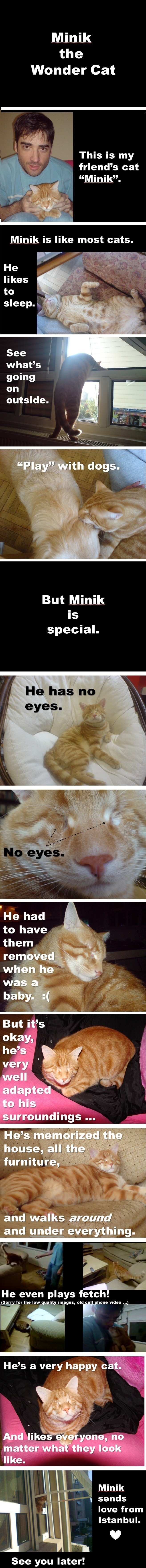 Minik the Wonder Cat