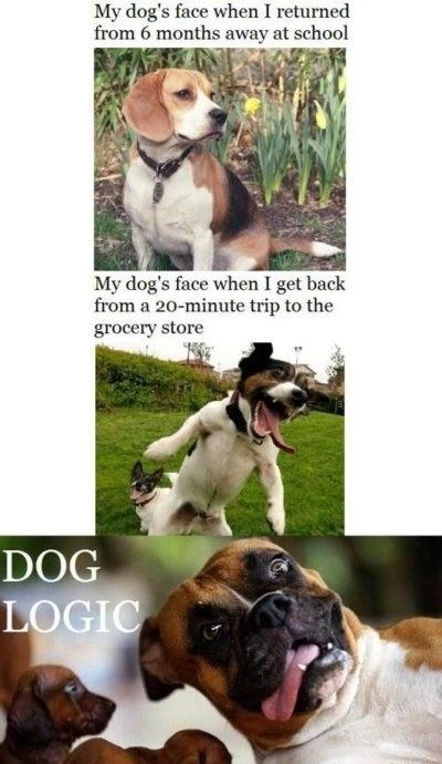 Dog Logic