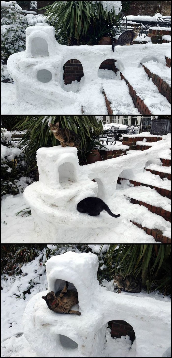 Cats and their snow fort