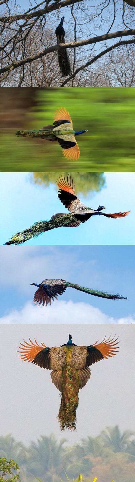 Flying Peacocks