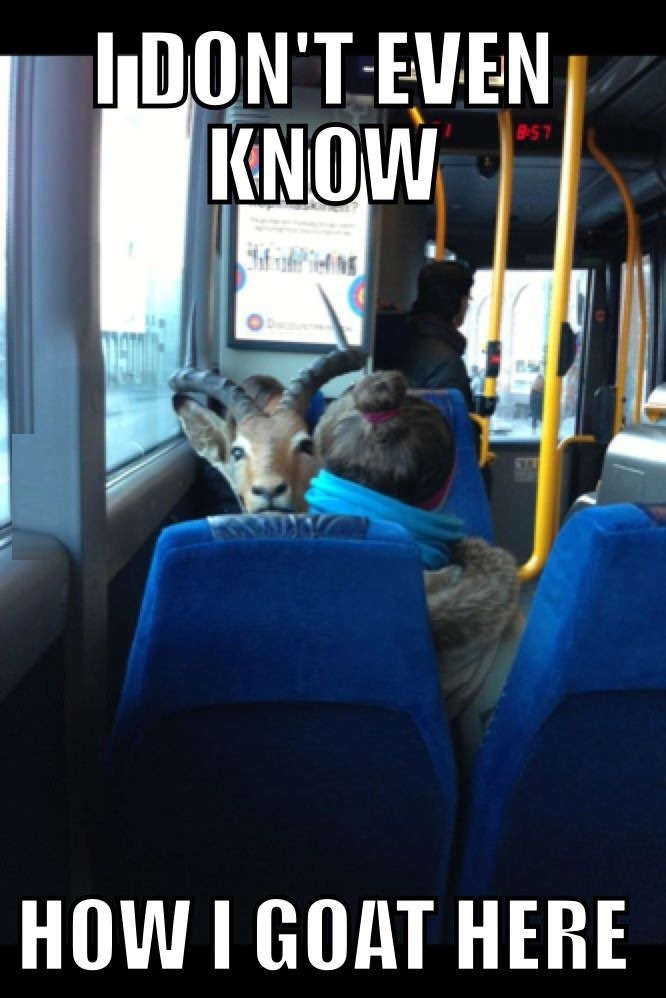Saw a goat on a bus