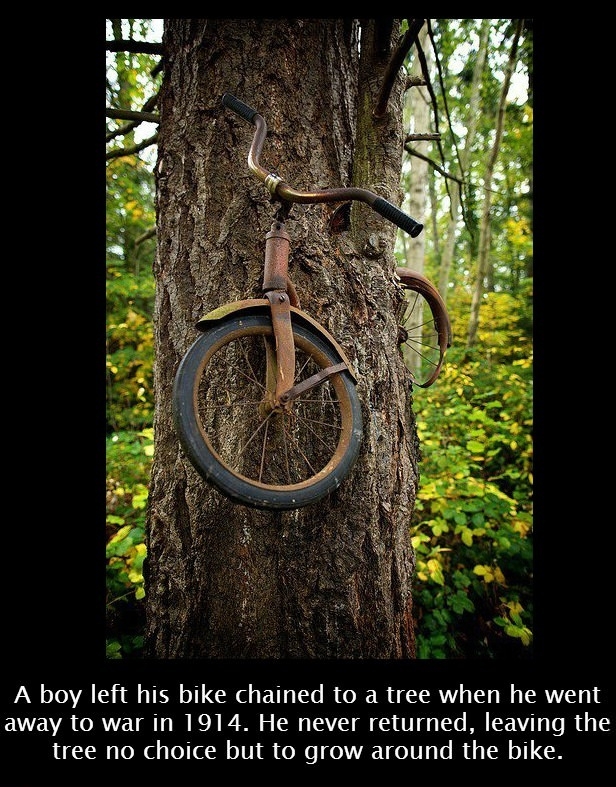 The tree's still waiting