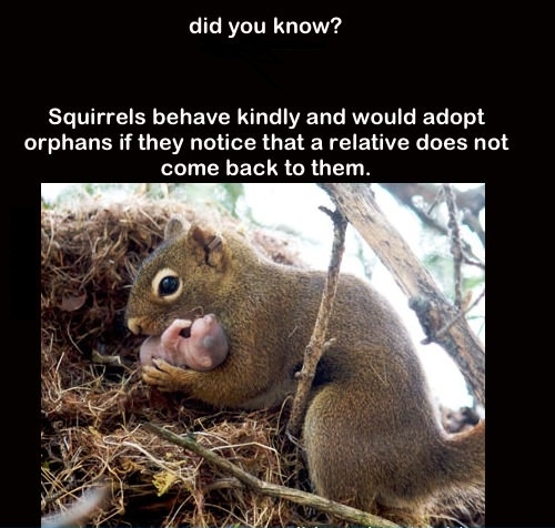Good Guy Squirrel