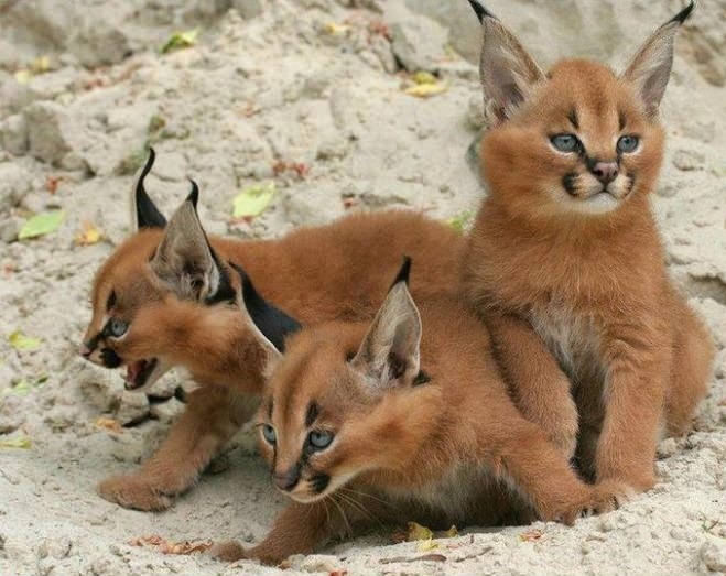 Baby bobcats