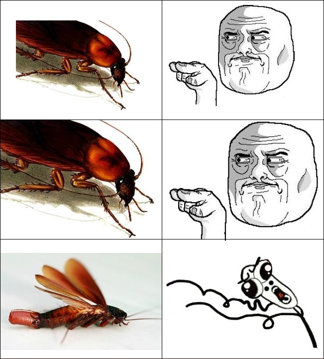 Found a cockroach