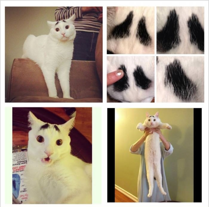 Sam, the cat with eyebrows