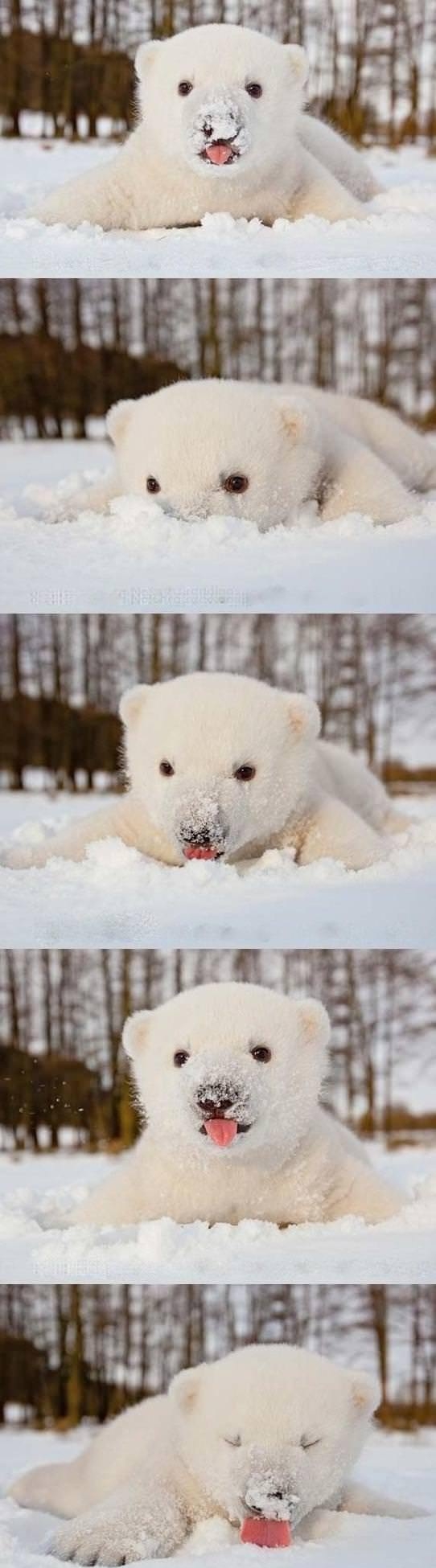 Baby polar bear