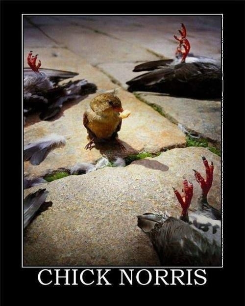 Chick Norris