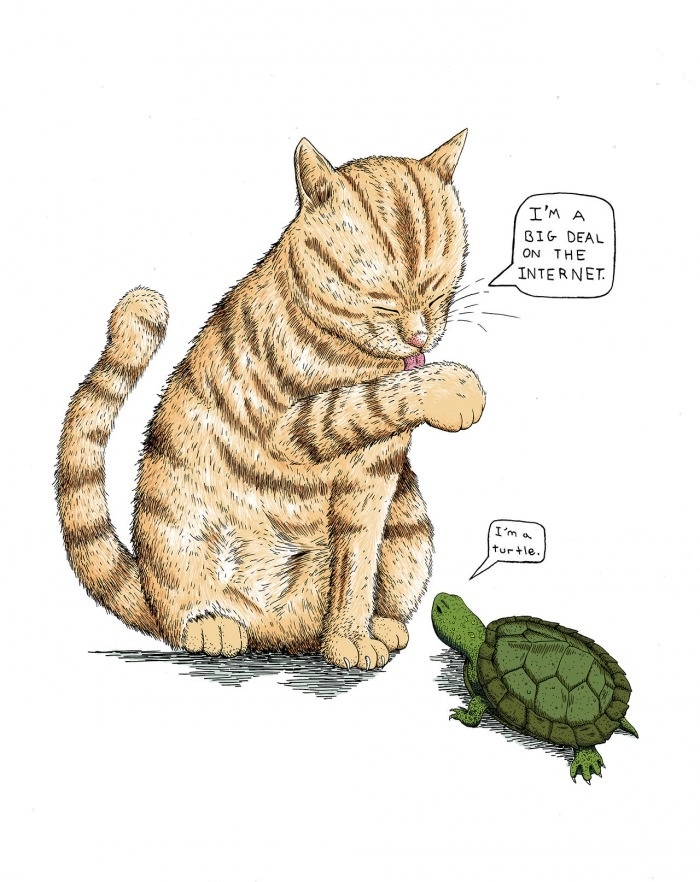 Cats and Turtles