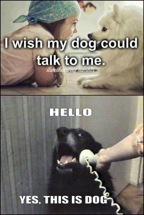 Dogs can talk