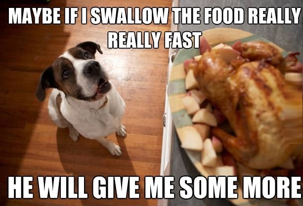 Dog logic