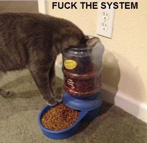 F**k you, I'm a cat!