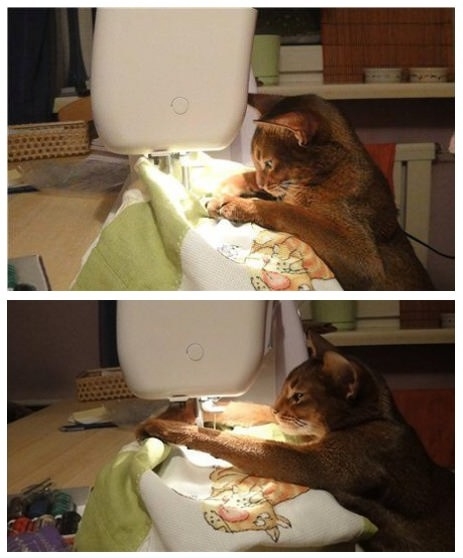 Making a costume meow