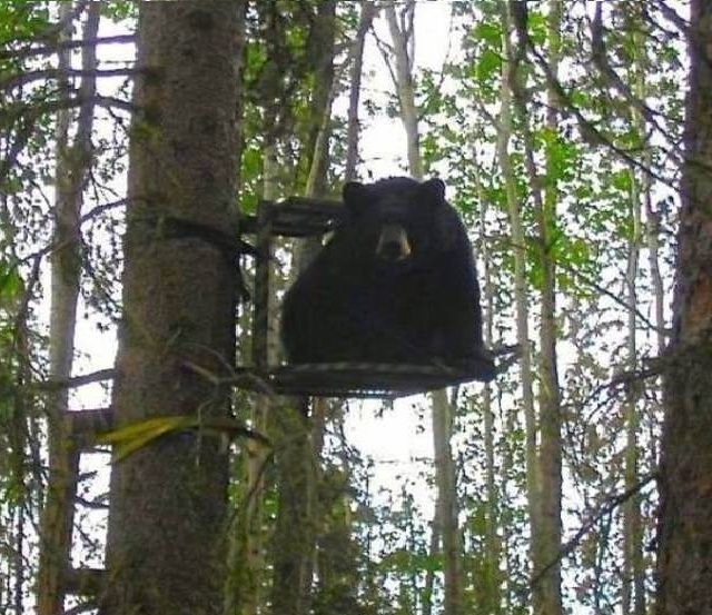 In Russia bear waits for you