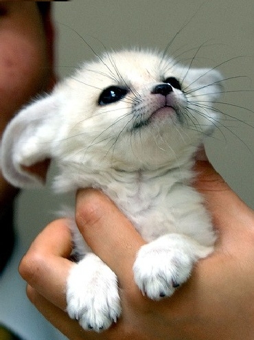Baby Fennec Fox